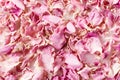Background made of dried red rose petals isolated on white. Natural herbal cosmetics. Top view. Royalty Free Stock Photo
