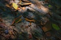 Background made of fallen leaves and wooden floor in the fall. utum. Photo taken in cold key Royalty Free Stock Photo