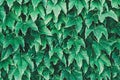 Background made of fresh green leaves.