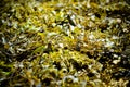 Background made of green seaweed. shallow focus