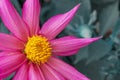 Background made of macro view of vibrant pink star-shaped dahlia flower with bright yellow core and bokeh in blue tones. Royalty Free Stock Photo