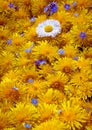 Background made of many of sow-thistle, dandelions Royalty Free Stock Photo