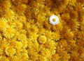 Background made of many of sow-thistle, dandelions Royalty Free Stock Photo