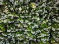 Background made of real green  branches of tree with blooming white flowers at Adriatic seaside. Textures of the world. Nature Royalty Free Stock Photo