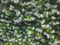 Background made of real green  branches of tree with blooming white flowers at Adriatic seaside. Textures of the world. Nature Royalty Free Stock Photo