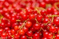 Background made of red currant berries Royalty Free Stock Photo