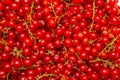 The background made of red currant berries Royalty Free Stock Photo