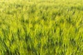 Background made of ripening rye fields on a spring day in the sunshine, view from above. Royalty Free Stock Photo