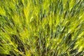 Background made of ripening rye fields on a spring day in the sunshine, view from above. Royalty Free Stock Photo