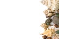 Background made of shell isolated over white Royalty Free Stock Photo