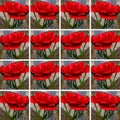 Red rose inside square shapes Royalty Free Stock Photo