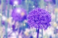 Background made of toned giant allium flower Royalty Free Stock Photo