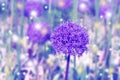 Background made of toned giant allium flower Royalty Free Stock Photo