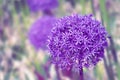 Background made of toned giant allium flower Royalty Free Stock Photo