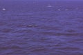 Background made of tranquil sea surface toned in violet colors tones with copy space. Creative layout Royalty Free Stock Photo