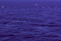 Background made of tranquil sea surface toned in violet colors tones with copy space. Royalty Free Stock Photo