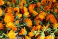 the background is made up of the flowers of yellow orange marigolds of calendula. Collection of seeds of flowers of medicinal Royalty Free Stock Photo