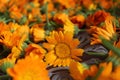 the background is made up of the flowers of yellow orange marigolds of calendula. Collection of seeds of flowers of Royalty Free Stock Photo