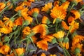 the background is made up of the flowers of yellow orange marigolds of calendula. Collection of seeds of flowers of Royalty Free Stock Photo