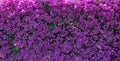 Background: magenta Bougainvillea (Paper flower)