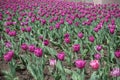 Background - magenta-colored flowers of tulips in spring