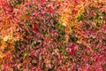 Background of maiden grapes thickets with multicolored autumn leaves