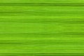 Background of manna grass leaves