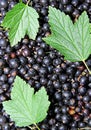 Background of the many berries black currant