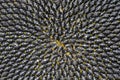 Background of the many black seeds of sunflower Royalty Free Stock Photo