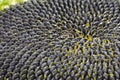Background of the many black seeds of sunflower Royalty Free Stock Photo