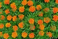 Background of many blooming red-orange flowers in green leaves