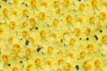 Background with many blooming yellow narcissus blossoms