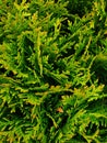 Background of many branches of flowering thuja