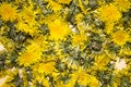 The background of the many buds of yellow dandelions