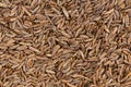 Background - many dried caraway seeds