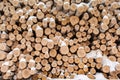 Background of many fresh sawn birch trunks, dusted with snow in winter. Royalty Free Stock Photo