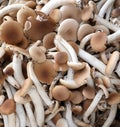 background of many fresh raw edible mushrooms called Cyclocybe a