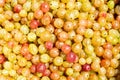 Background of many gooseberries. Organic ecological food for healthy lifestyle Royalty Free Stock Photo