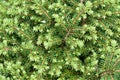 Background of many green branches spruce bush