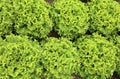 Background of many heads of fresh lettuce Royalty Free Stock Photo