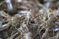 Background many live crayfish close up