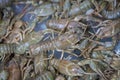 Background many live crayfish close up