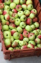 background of many organic apples for sale at bio market