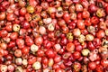 Background - many pink peppercorns Baie rose Royalty Free Stock Photo