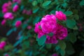 Bright pink roses with buds on a background of a green bush after rain. Beautiful pink roses in the summer garden. Royalty Free Stock Photo