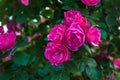 Bright pink roses with buds on a background of a green bush after rain. Beautiful pink roses in the summer garden. Royalty Free Stock Photo