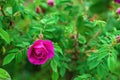 Bright pink roses with buds on a background of a green bush after rain. Beautiful pink roses in the summer garden. Royalty Free Stock Photo