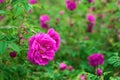 Bright pink roses with buds on a background of a green bush after rain. Beautiful pink roses in the summer garden. Royalty Free Stock Photo