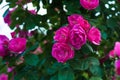 Bright pink roses with buds on a background of a green bush after rain. Beautiful pink roses in the summer garden. Royalty Free Stock Photo