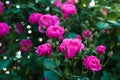 Bright pink roses with buds on a background of a green bush after rain. Beautiful pink roses in the summer garden. Royalty Free Stock Photo